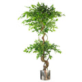 Japanese Ficus Tree w/ Twisted Trunk - 150cm - Silver Planter - Realistic for Home & Office