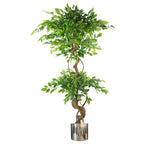 Japanese Ficus Tree w/ Twisted Trunk - 150cm - Silver Planter - Realistic for Home & Office