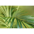 150cm Large Artificial Areca Palm - Black Pot - Home Décor