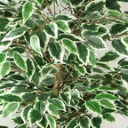 150cm Ficus Tree - 1008 Silk Leaves - Realistic & Maintenance-Free