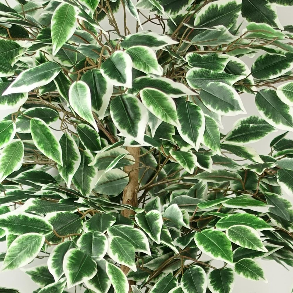 150cm Ficus Tree - 1008 Silk Leaves - Realistic & Maintenance-Free