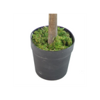 130cm Artificial Red & Green Ficus Tree