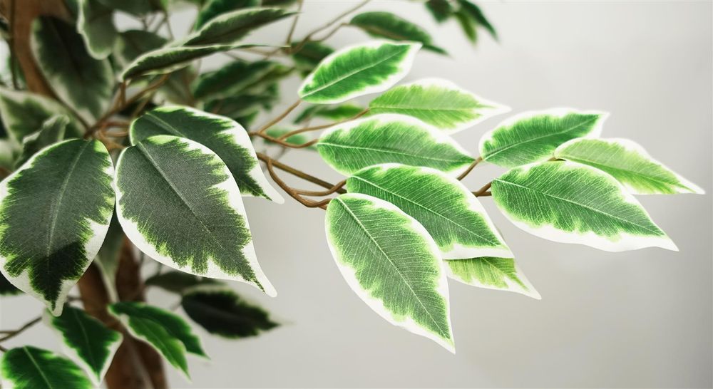 150cm Ficus Tree - 1008 Silk Leaves - Realistic & Maintenance-Free