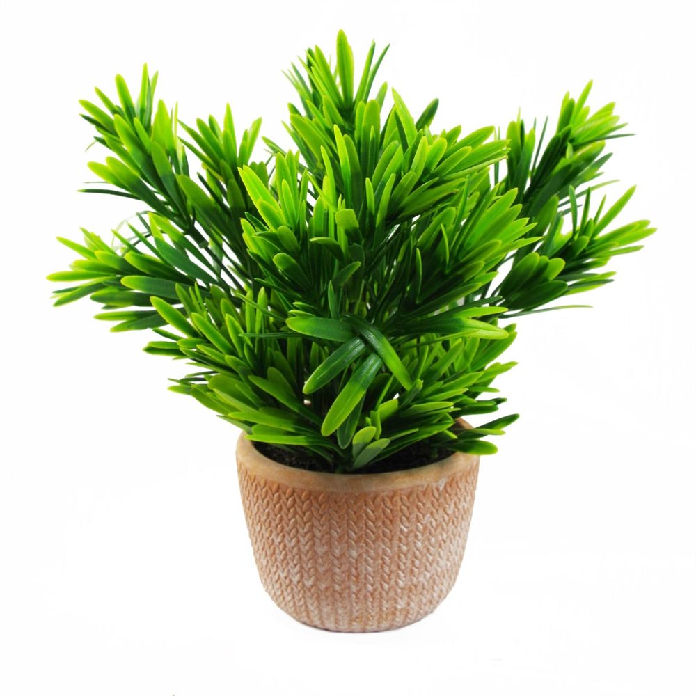 22cm Foliage Honey Plant - Dark Green in Terracotta Pot