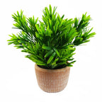 22cm Foliage Honey Plant - Dark Green in Terracotta Pot