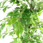 180cm Artificial Ficus Tree: Realistic, Green