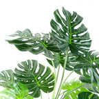 Luxury 150cm (5ft) Monstera Cheese Plant - Realistic, " Description: "Experience the luxury of a realistic, 150cm Monstera Cheese Plant. Comes potted in a sleek black pot. addition to any space