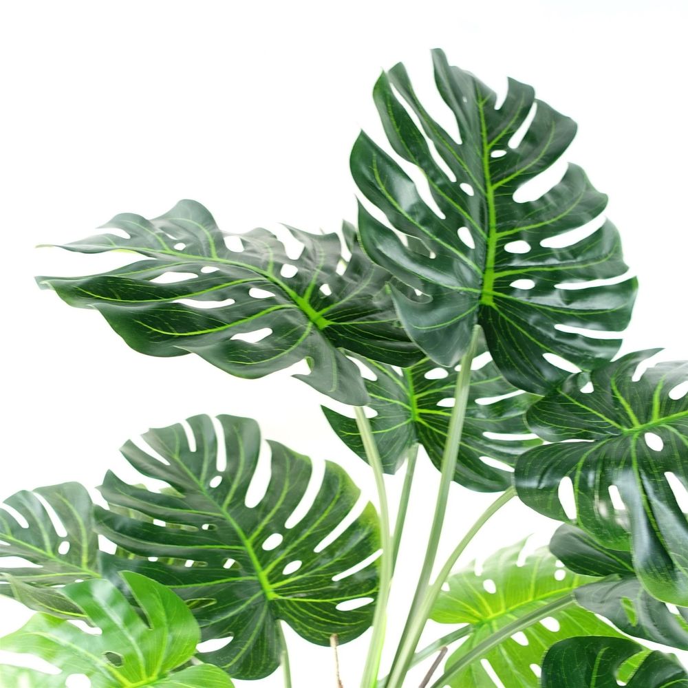 Luxury 150cm (5ft) Monstera Cheese Plant - Realistic, " Description: "Experience the luxury of a realistic, 150cm Monstera Cheese Plant. Comes potted in a sleek black pot. addition to any space
