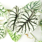 6-Pack: 120cm Fake Alocasia Dragon Scale Trailing Plants