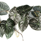6-Pack Trailing Alocasia Dragon Scale Dark - 120cm Artificial Hanging Plants