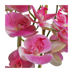 70cm Artificial Orchid Light Pink in Black Ceramic Planter