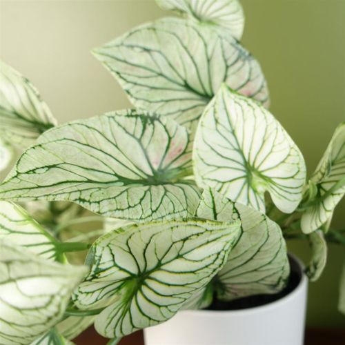 30cm Artificial Trailing Plant Realistic Variegated Potted Alocasia with Genuine Detail