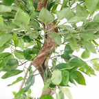 150cm Twisted Trunk Artificial Japanese Ficus Tree & Gold Planter