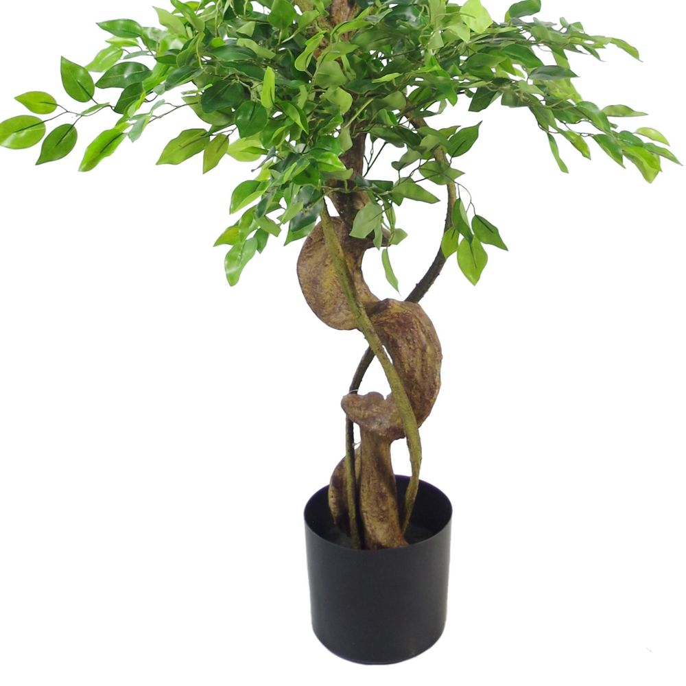 Japanese Ficus Tree w/ Twisted Trunk - 150cm - Silver Planter - Realistic for Home & Office