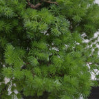 50cm Artificial Luxury Pine Bonsai Tree with Leaf Detail
