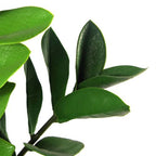 75cm Artificial Zanzibar Green Gem Zamioculcas Succulent Indoor Plant with Leaf Detail