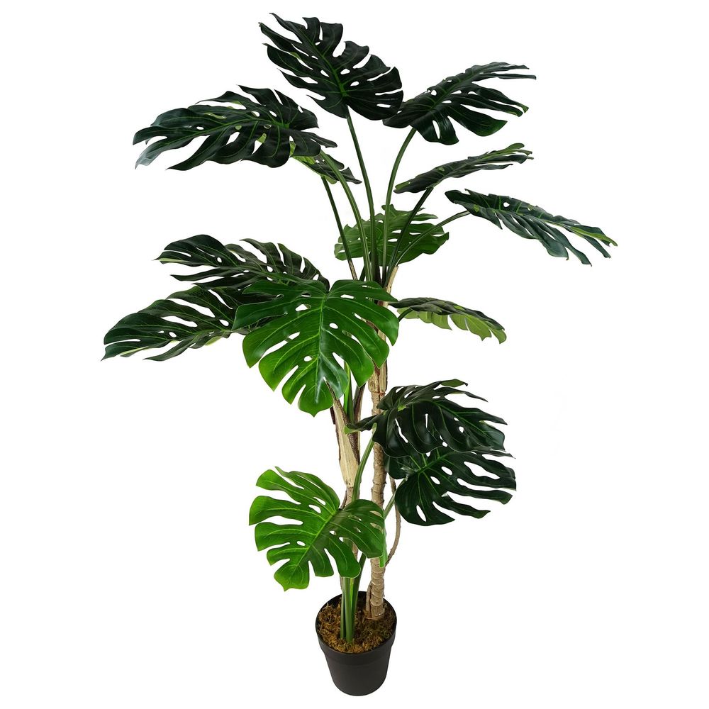 Luxury 150cm (5ft) Monstera Cheese Plant - Realistic, " Description: "Experience the luxury of a realistic, 150cm Monstera Cheese Plant. Comes potted in a sleek black pot. addition to any space