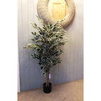 130cm Tall Variegated White and Green Bushy Ficus Tree