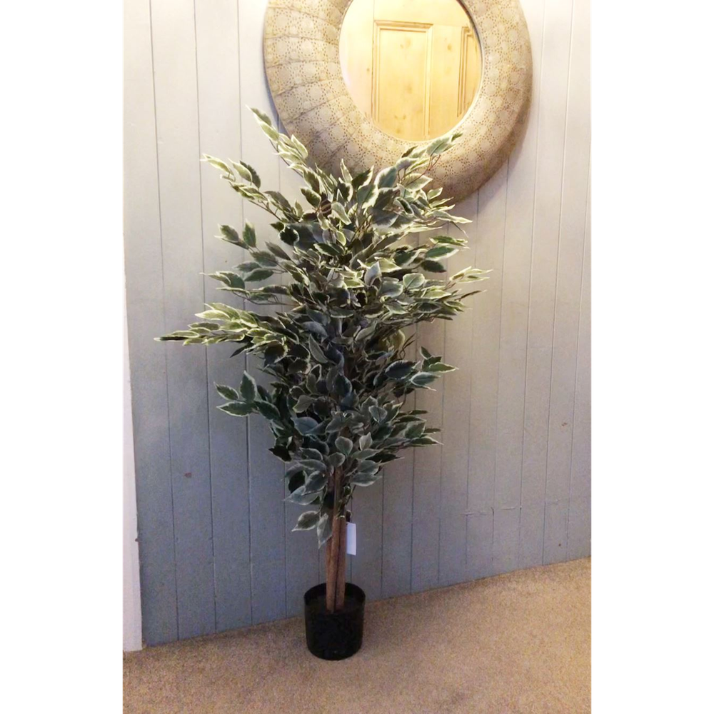 130cm Tall Variegated White and Green Bushy Ficus Tree