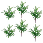 6 x 55cm Himilayan Maidenhair Fern Bush Dark Green Plant