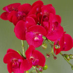 50cm Phalaenopsis Orchid Artificial - Red Leopard - Gold Pot with Realistic Detail