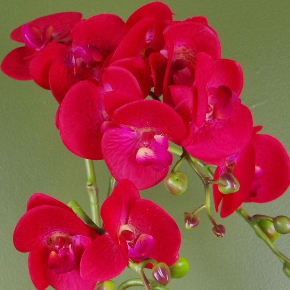 50cm Phalaenopsis Orchid Artificial - Red Leopard - Gold Pot with Realistic Detail