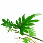 100cm Artificial Trailing Hanging Philodendron Plant - Realistic, All Demographic