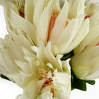 Pack of 6 x 65cm Protea Sugarbush Flower Stem - White