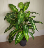 100cm Large Fox's Aglaonema Tree - Artificial Plant with Silver Metal Planter