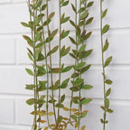 12 x 120cm Artificial Hanging String of Pearls - Pack of 12 Plants for Realistic Foliage Effect