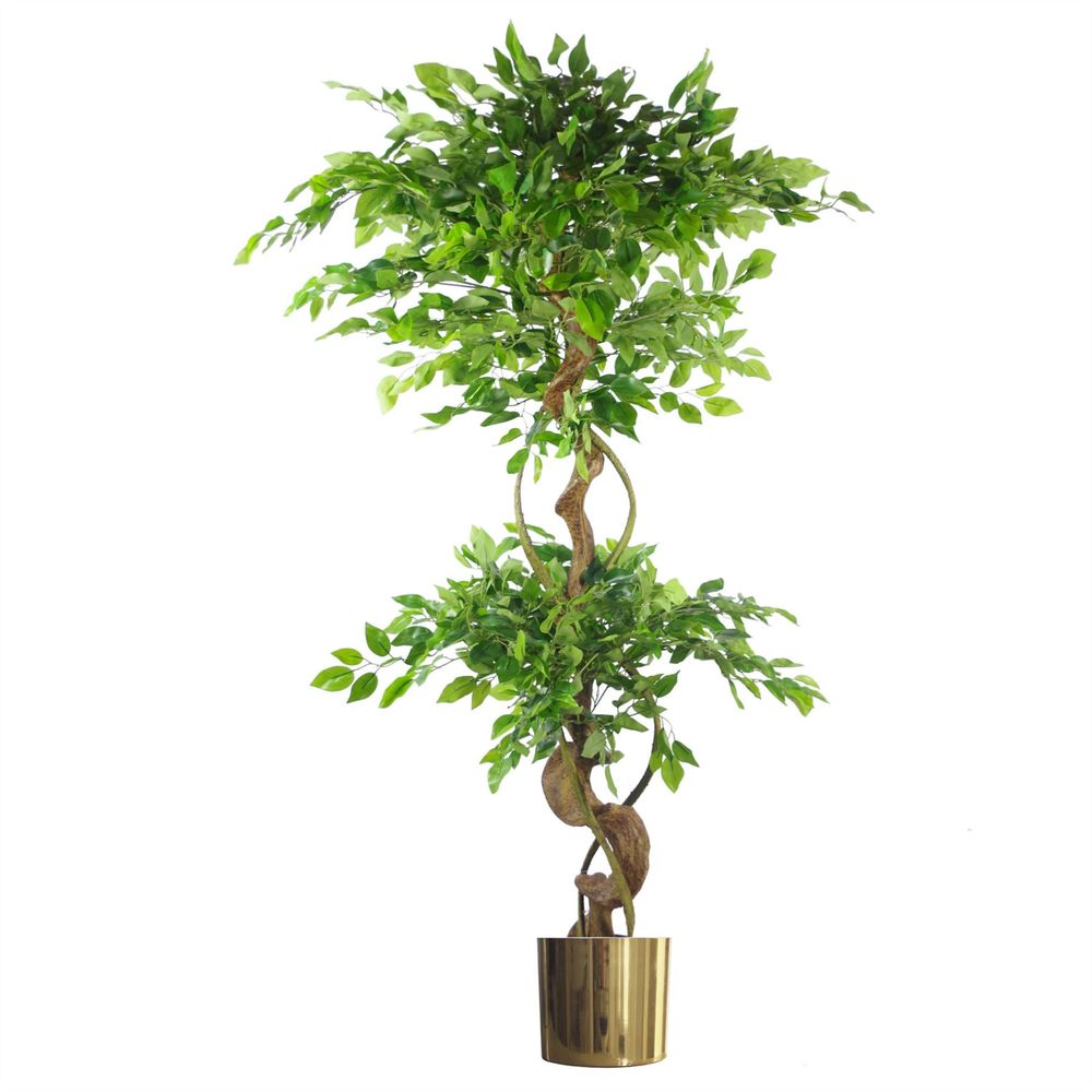 150cm Twisted Trunk Artificial Japanese Ficus Tree & Gold Planter