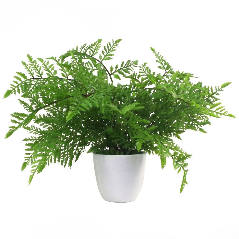 Wood Pack of 3 x 30cm Artificial Ferns - Southern Wood - Lady and Royal - Potted