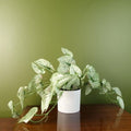 30cm Artificial Trailing Plant Realistic Variegated Potted Alocasia with Genuine Detail