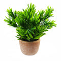 22cm Honey Plant - Dark Green in Terracotta Pot