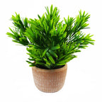 22cm Honey Plant - Dark Green in Terracotta Pot