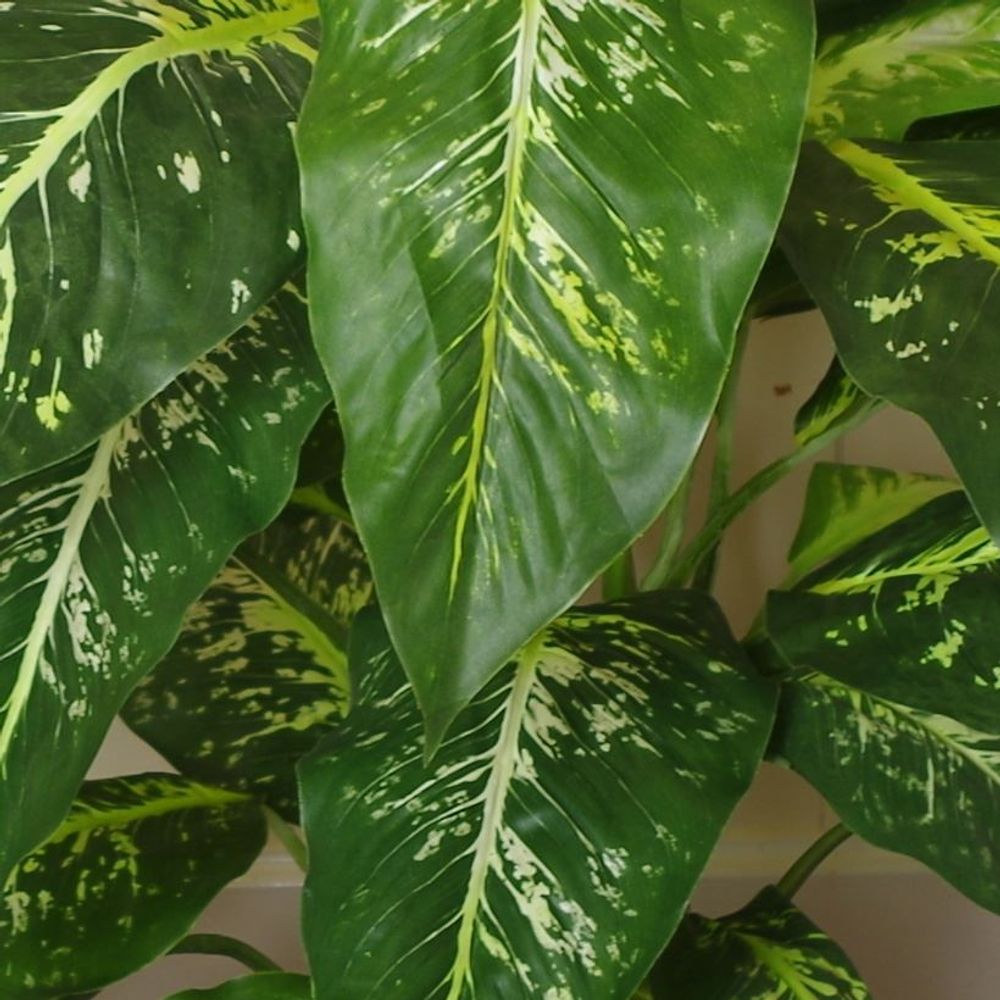 100cm Large Fox's Aglaonema Tree - Artificial Plant with Silver Metal Planter