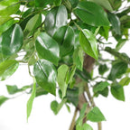 120cm Twisted Trunk Artificial Japanese Fruticosa Style Ficus Tree with Beautiful Detail