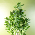 Deluxe 75cm Green Jade Plant: Exquisite, Realistic, Elegant, Sophisticated, for Any Space