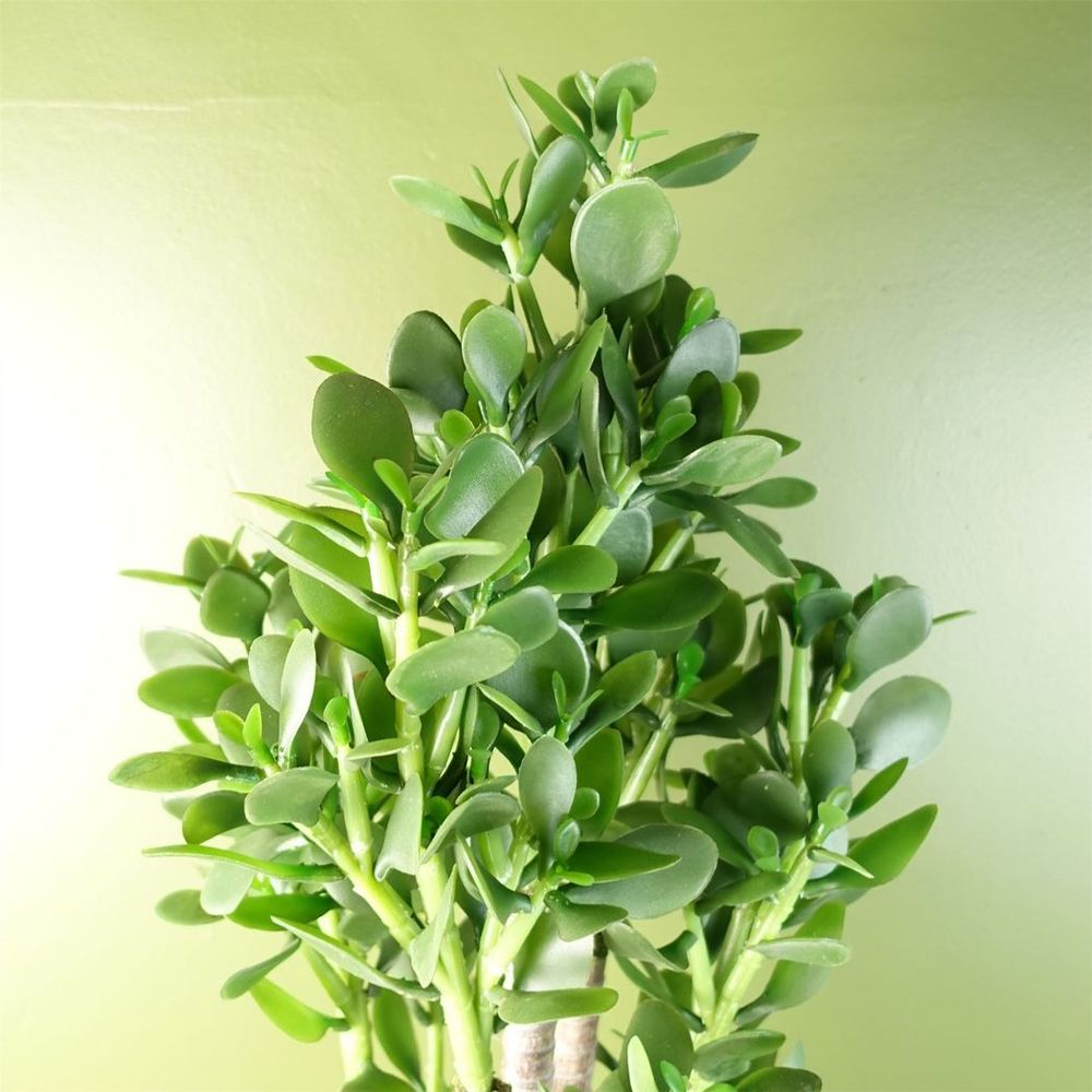Deluxe 75cm Green Jade Plant: Exquisite, Realistic, Elegant, Sophisticated, for Any Space