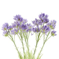 Pack of 6 x 60cm Purple Starflower Stems - 30 Blooms