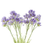 Pack of 6 x 60cm Purple Starflower Stems - 30 Blooms