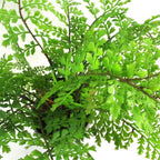 30cm Artificial Potted Royal Fern - Realistic & Indoor Plant