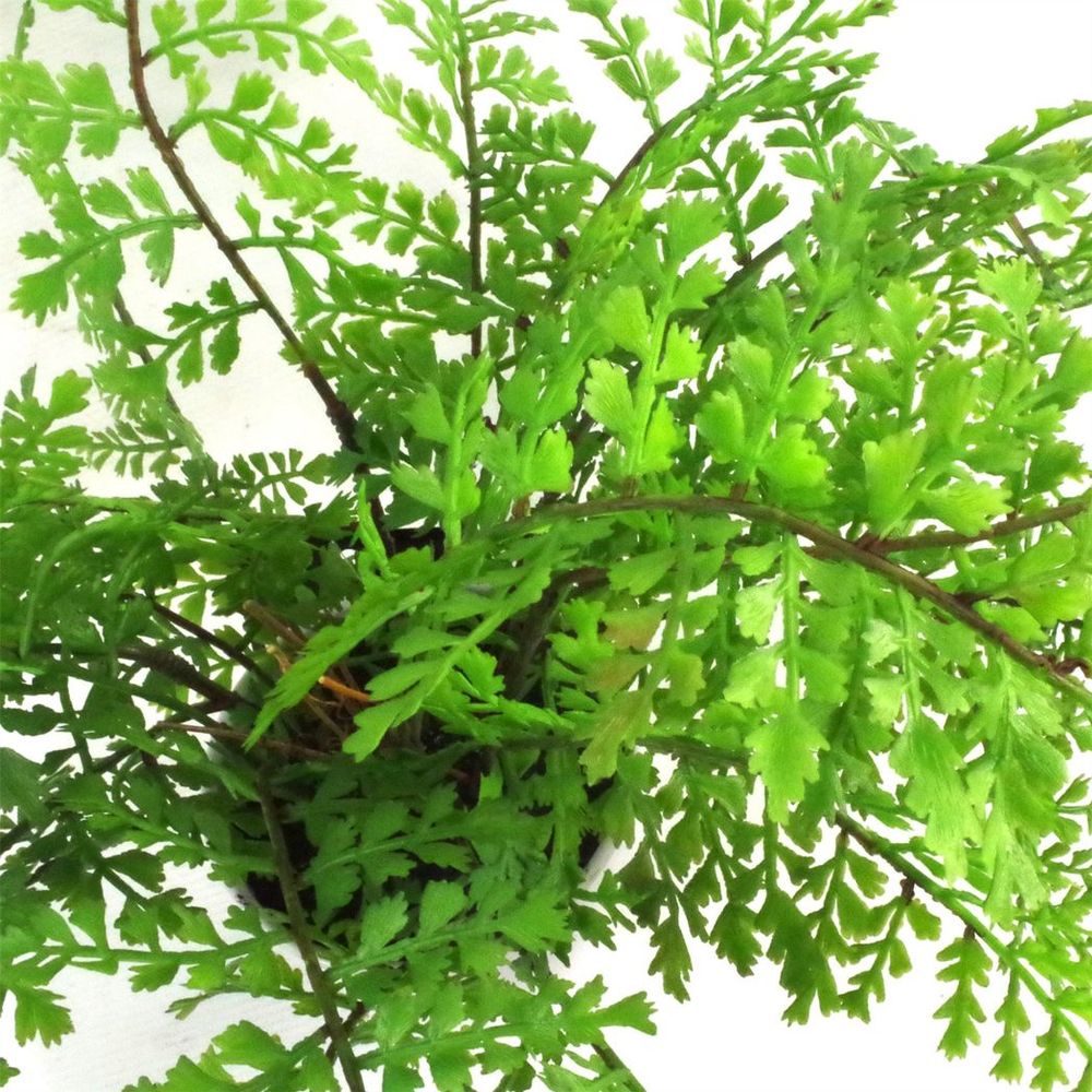 30cm Artificial Potted Royal Fern - Realistic & Indoor Plant