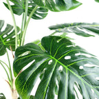 Luxury 150cm (5ft) Monstera Cheese Plant - Realistic, " Description: "Experience the luxury of a realistic, 150cm Monstera Cheese Plant. Comes potted in a sleek black pot. addition to any space