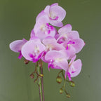 50cm Phalaenopsis Orchid Artificial - Light Pink Silver. Real touch leaves. Plastic decorative pot with fixed gravel topping