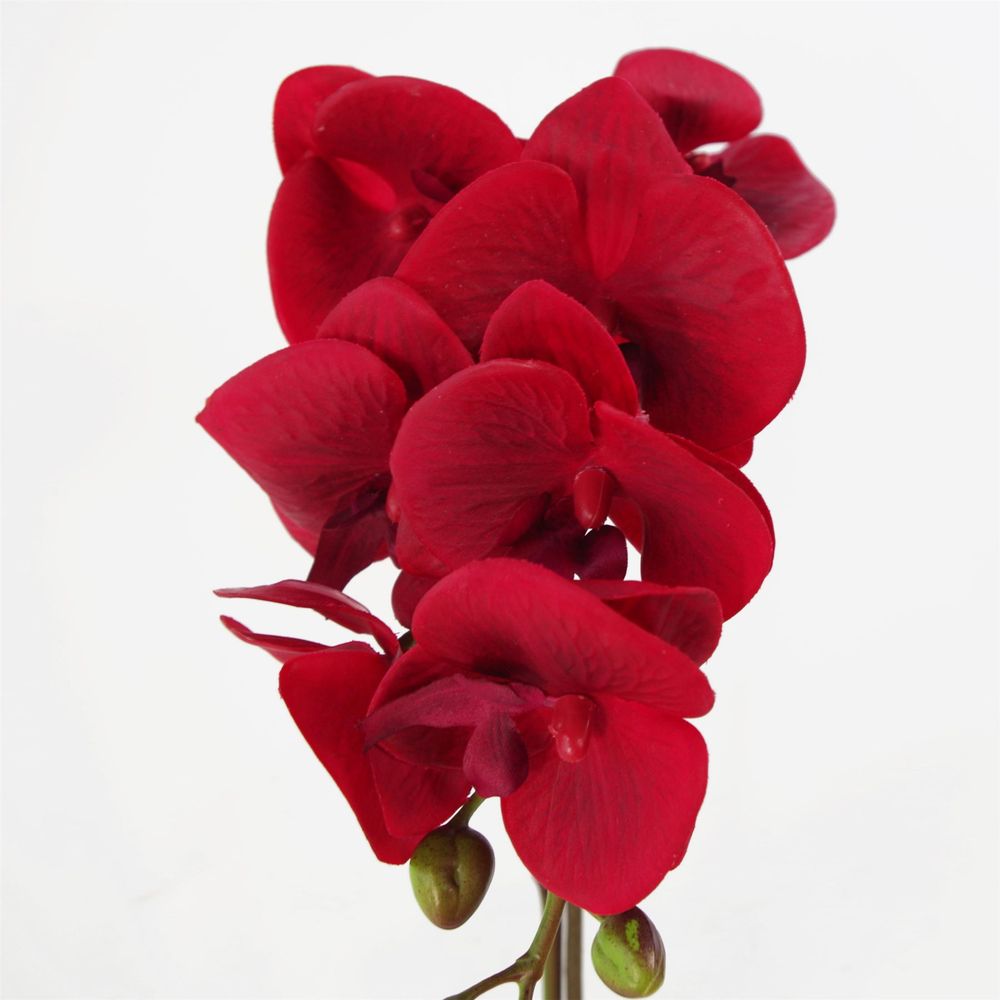 Red Orchid: Realistic, Silver Pot