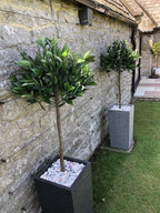 Pair of 120cm (4ft) Plain Stem Artificial Topiary Bay Laurel Ball Trees with Bushes Detail