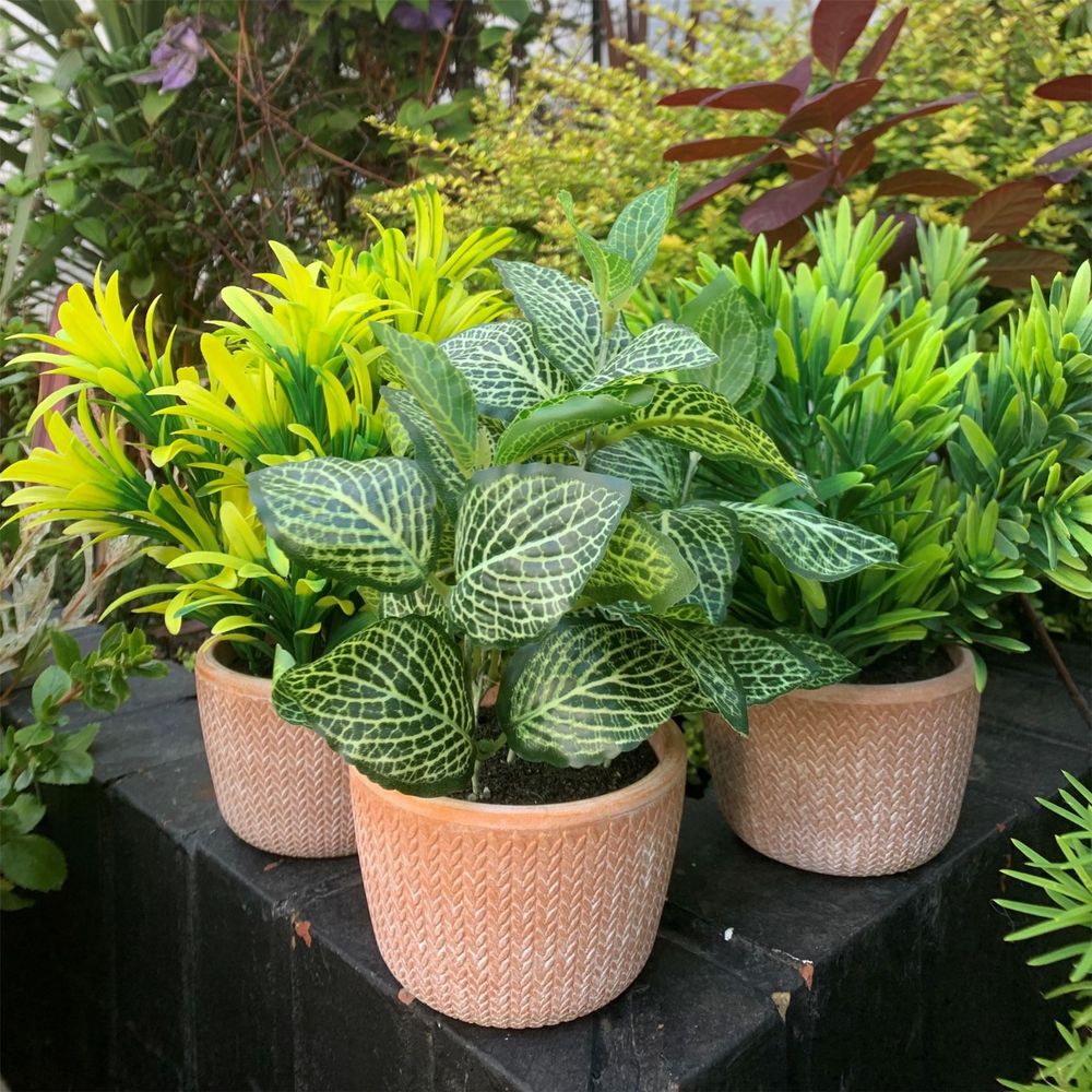 22cm Honey Plant - Dark Green in Terracotta Pot