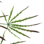 12-Pack Artificial Acer Spider Plant - 100cm Hanging Vines, Realistic Leaves