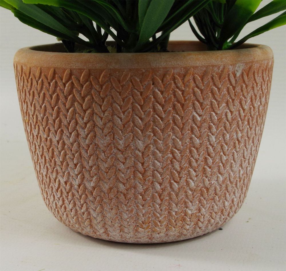 22cm Foliage Honey Plant - Dark Green in Terracotta Pot